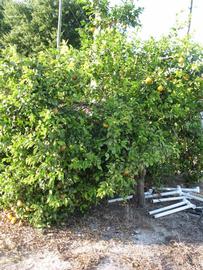              Habit (Winter Haven, FL)       