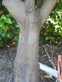              Bark (Winter Haven, FL)       