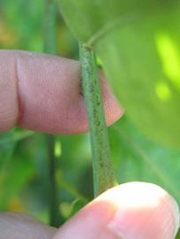              First year twig (Winter Haven, FL)       