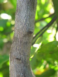              Second - third year twig (Winter Haven, FL)       