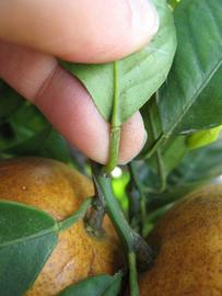              Petiole (Winter Haven, FL)       