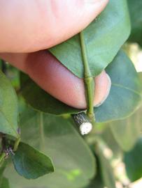              Petiole (Winter Haven, FL)       