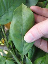              Unifoliolate leaf (Winter Haven, FL)       