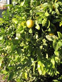            Sun leaves (Winter Haven, FL)   