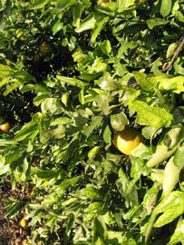            Sun leaves (Winter Haven, FL)   