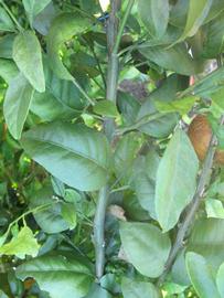            Shade leaves (Winter Haven, FL)   
