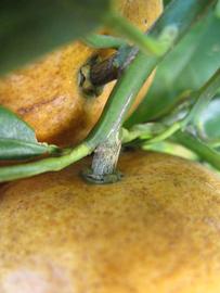              Fruit (Winter Haven, FL)       