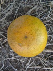              Fruit (Winter Haven, FL)       