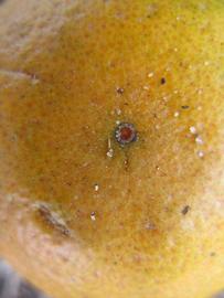              Fruit (Winter Haven, FL)       