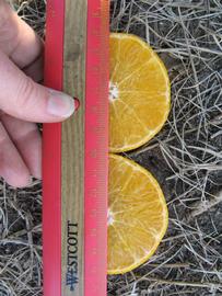              Fruit cross-section (Winter Haven, FL)       