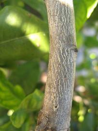              Second - third year twig (Winter Haven, FL)       