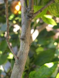              Second - third year twig (Winter Haven, FL)       