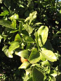            Sun leaves (Winter Haven, FL)   