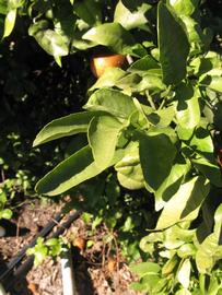            Sun leaves (Winter Haven, FL)   