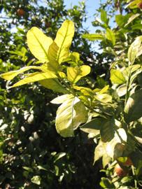            Sun leaves (Winter Haven, FL)   