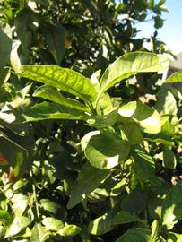            Sun leaves (Winter Haven, FL)   