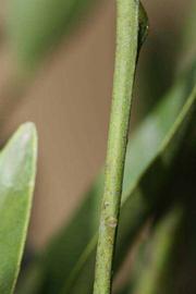            First year twig (Riverside, CA)   