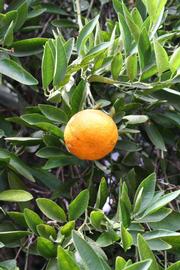            Fruit (Riverside, CA)   