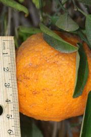            Fruit (Riverside, CA)   