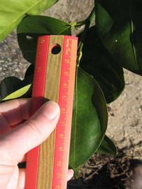              Unifoliolate leaf (Winter Haven, FL)       