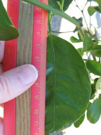              Unifoliolate leaf (Winter Haven, FL)       