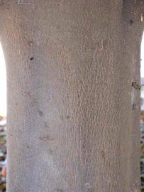            Bark (Riverside, CA)   