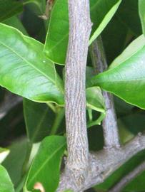              Second - third year twig (Riverside, CA)       