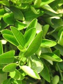            Sun leaves (Riverside, CA)   