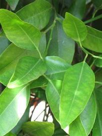            Shade leaves (Riverside, CA)   