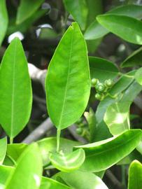            Unifoliolate leaf (Riverside, CA)   