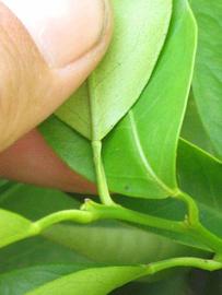              Petiole (Riverside, CA)       