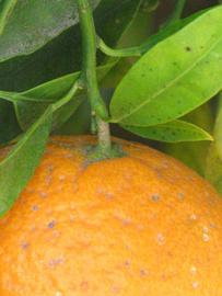            Fruit (Riverside, CA)   