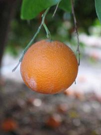            Fruit (Riverside, CA)   