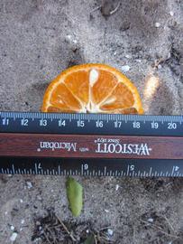              Fruit cross-section (Winter Haven, FL)       