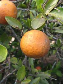              Fruit (Winter Haven, FL)       