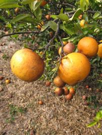              Fruit (Winter Haven, FL)       