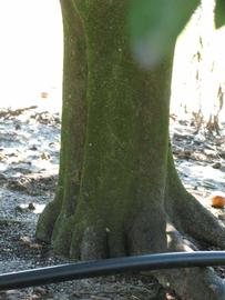            Bark (Winter Haven, FL)      