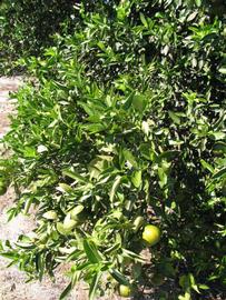              Sun leaves (Winter Haven, FL)       