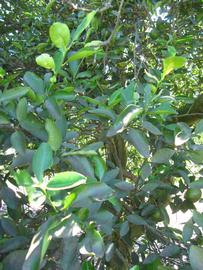              Shade leaves (Winter Haven, FL)       