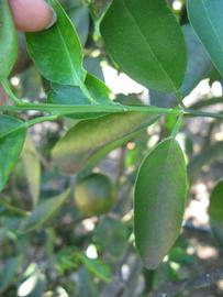            First year twig (Winter Haven, FL)   