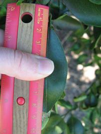              Unifoliolate leaf (Winter Haven, FL)       