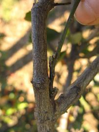              Second - third year twig (Winter Haven, FL)       