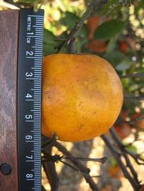              Fruit (Winter Haven, FL)       