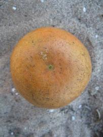              Fruit (Winter Haven, FL)       