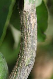              Second - third year twig (Riverside, CA)       