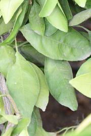              Sun leaves (Riverside, CA)       