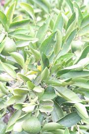              Sun leaves (Riverside, CA)       