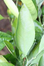              Unifoliolate leaf (Riverside, CA)       