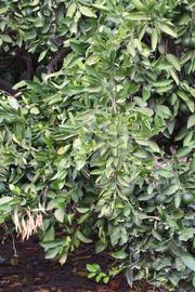              Sun leaves (Riverside, CA)       