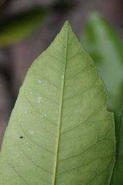              Margin (Riverside, CA)       